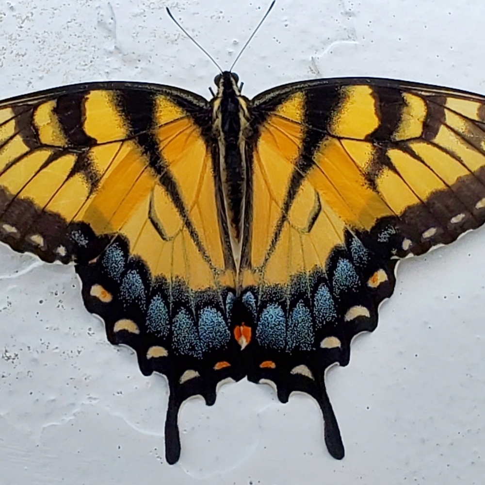 Meet your Posher, Tonya